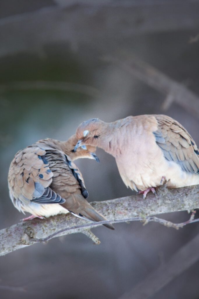 Mourning Dove Mating