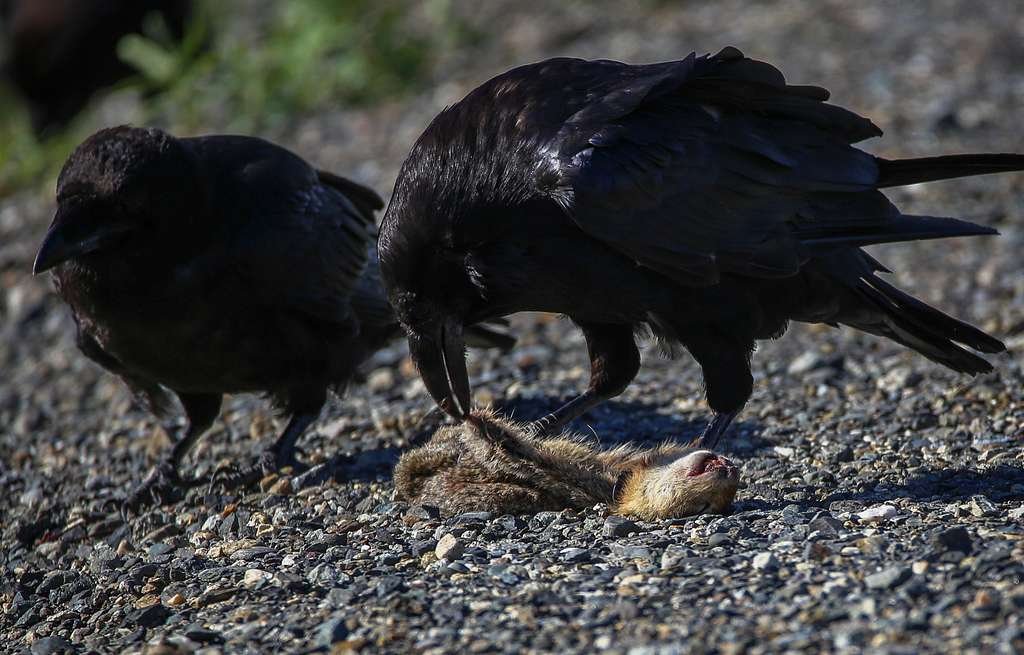 Ravens Eating a Squirrel