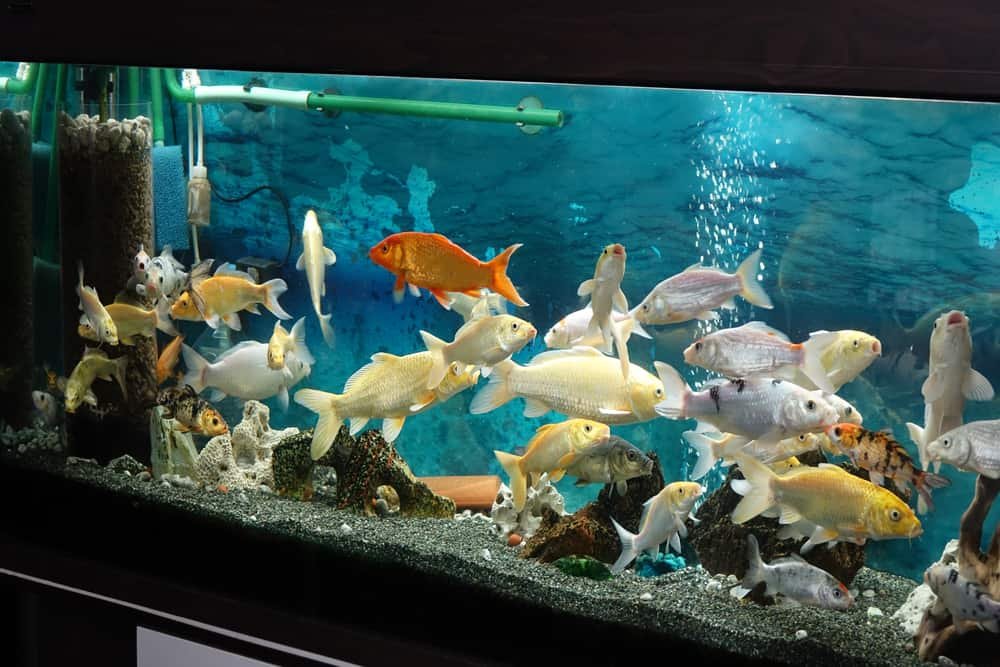 A Lot of Koi Fish in Aquarium