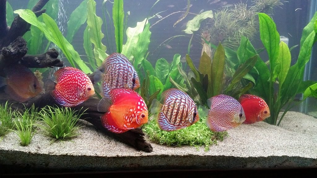 A fish tank filled with different types of fish