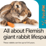 Flemish Giant Rabbit Average Lifespan