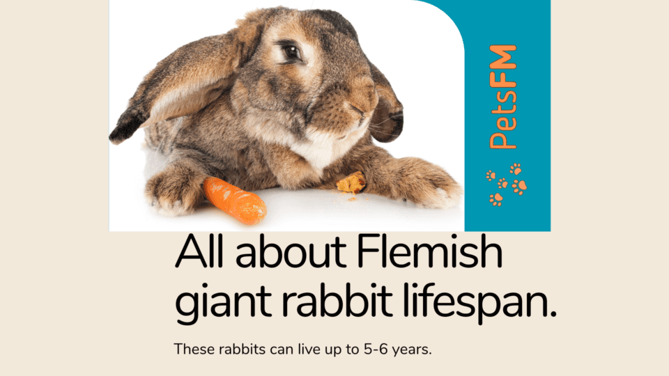 Flemish Giant Rabbit Average Lifespan