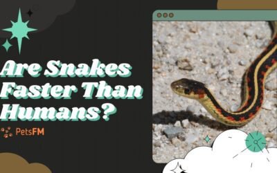 Are Snakes Faster Than Humans? [Fastest Snakes Compared]