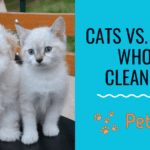 Are cats cleaner than dogs?