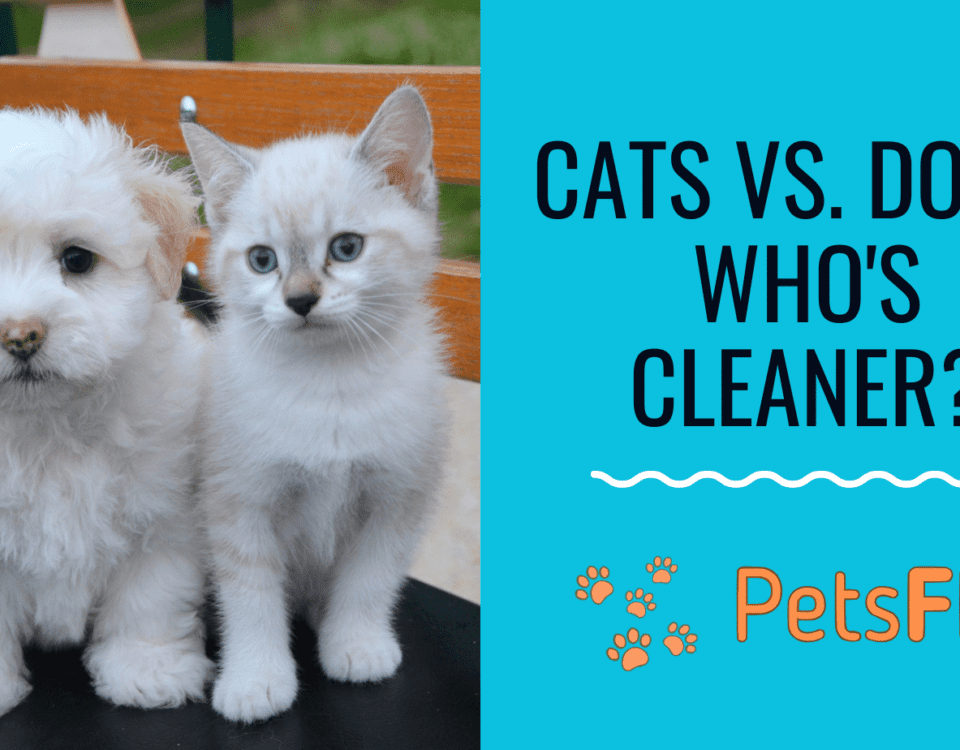 Are cats cleaner than dogs?