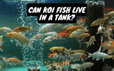 Can Koi Fish Live In A Tank? How Many Can Live Together?
