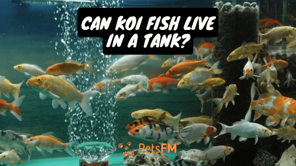 Can Koi Fish Live in a Tank?