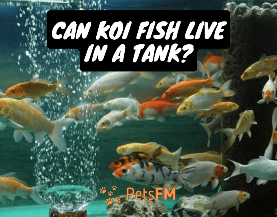 Can Koi Fish Live in a Tank?