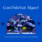 Can Fish Eat Algae?