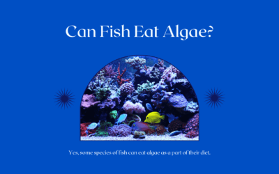 16 Fish Species That Eat Algae (+Facts to Know)