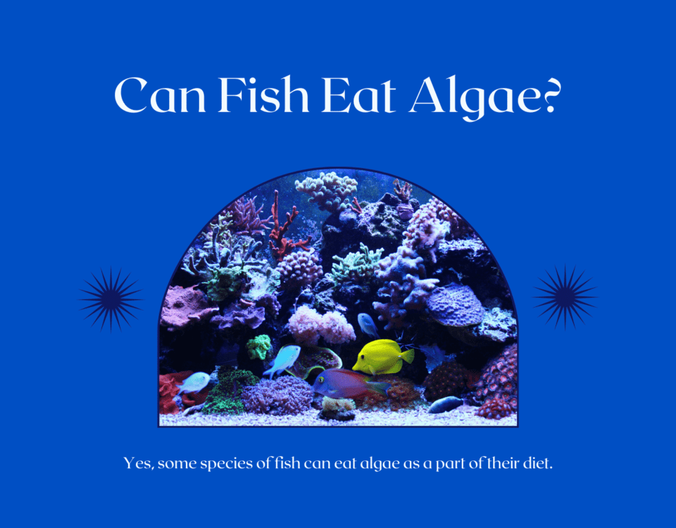 Can Fish Eat Algae?