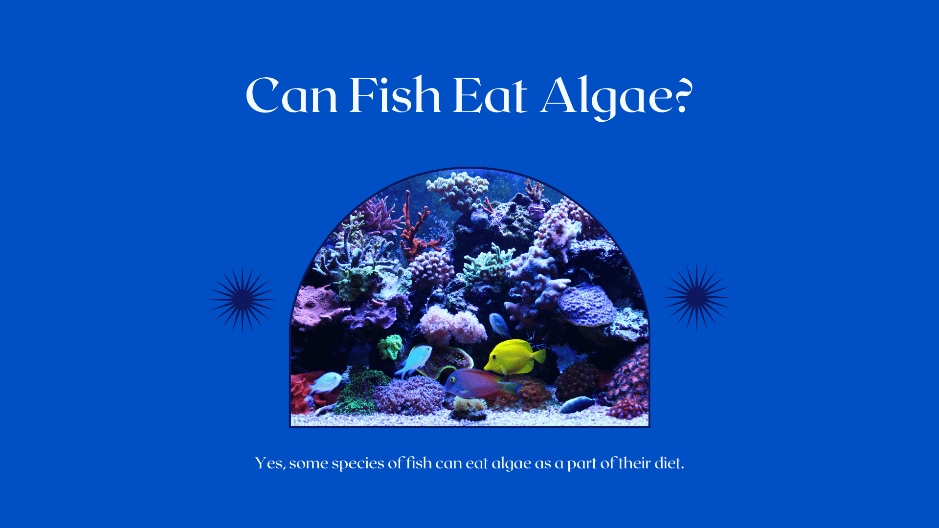 16 Fish Species That Eat Algae (+Facts to Know)