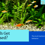 Can Fish Get Depressed?