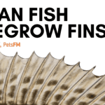 Can Fish Regrow Fins?