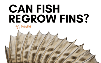Can fish regrow fins after they lose them?
