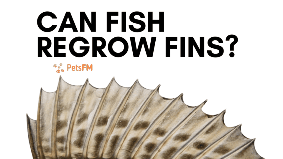 Can Fish Regrow Fins?