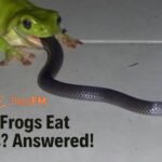 Can Frogs Eat Sankes - Answered