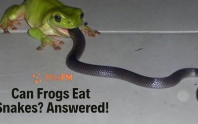 Can Frogs Eat Snakes? Mystery Unveiled