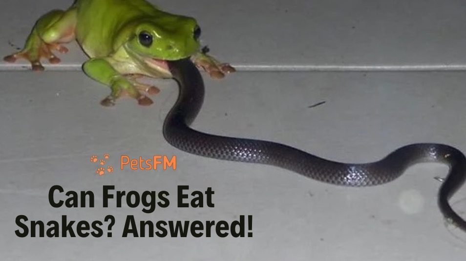 Can Frogs Eat Sankes - Answered