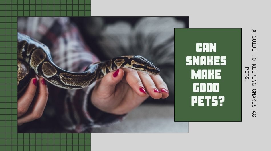 Can Snake Make Good Pets?