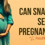 Can Snakes Sense Pregnancy?
