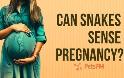 Can Snakes Sense Pregnancy? (Myth Debunked)