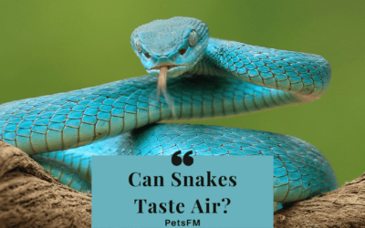 Can Snakes Taste Air? [Detailed Guide]
