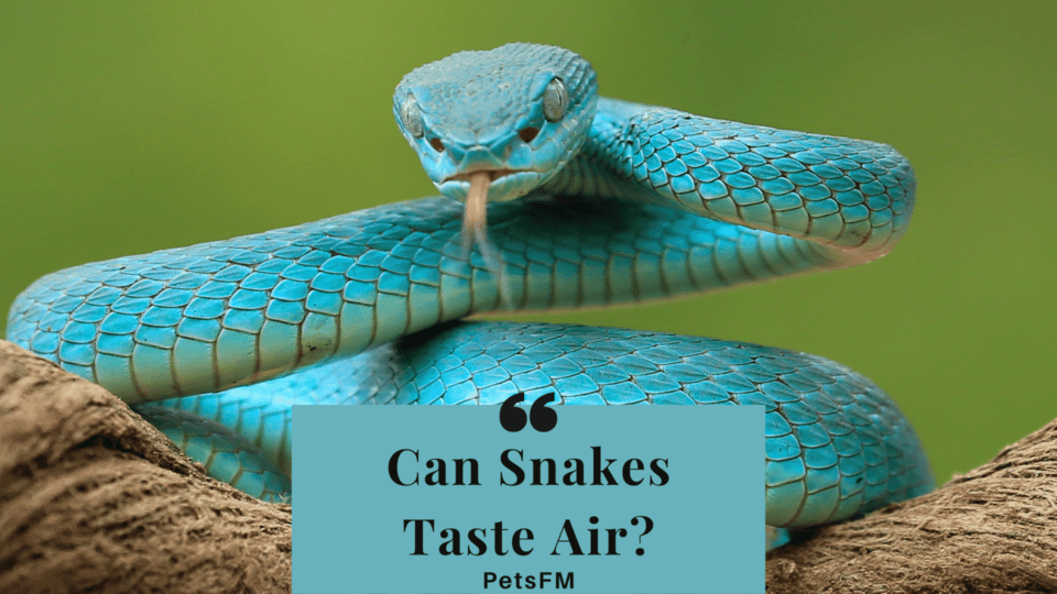 Can Snakes Taste Air? [Detailed Guide]