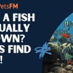 Can a fish actually drown? Let's find out!