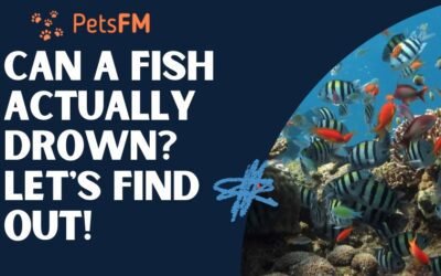 Can a fish actually drown? Let’s find out!