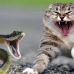 Can cats eat snakes?
