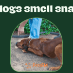 Can dogs smell snakes?