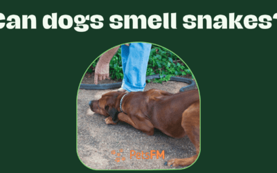 Can A Dog Sense Snakes? Everything You Need to Know!