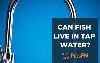 Why can’t fish live in tap water? [2024 Guide]