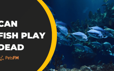 9 Fish That Play Dead (& Facts You Should Know)