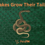 Can snakes grow their tails back?