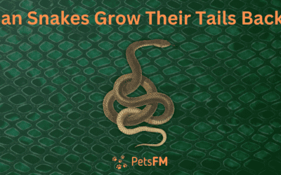 Can Snakes Grow Their Tails Back? (Answers & Facts)