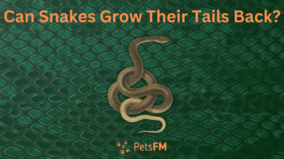 Can snakes grow their tails back?