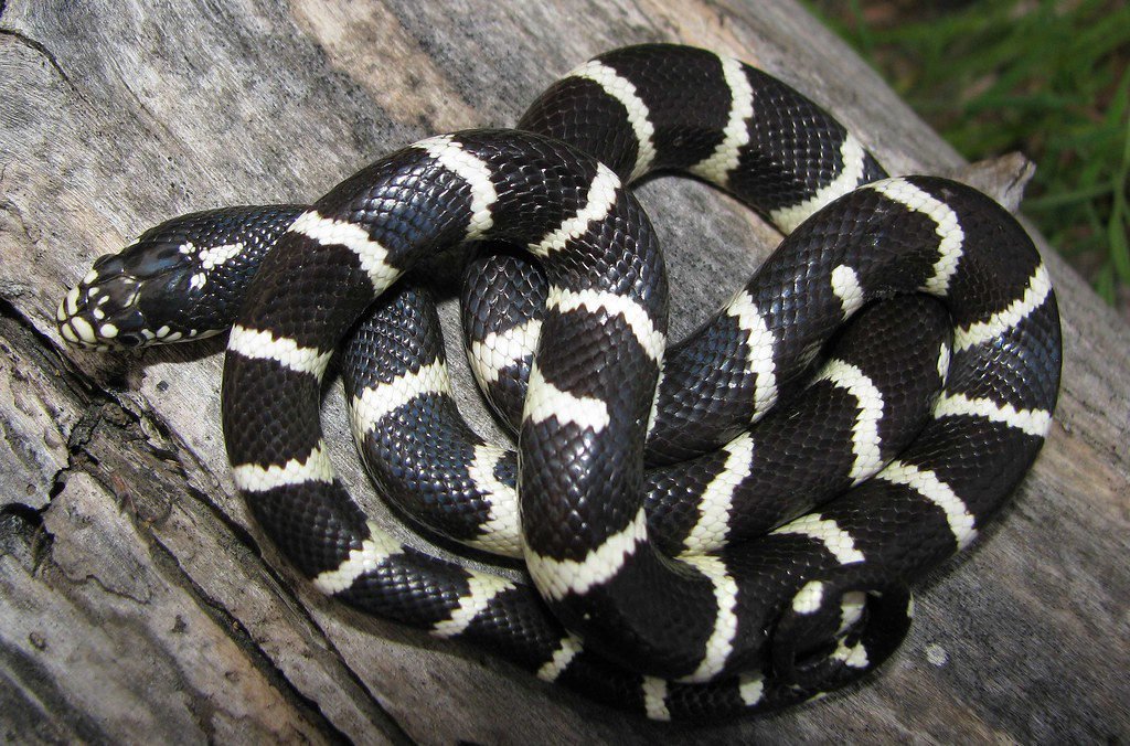 Common King Snake