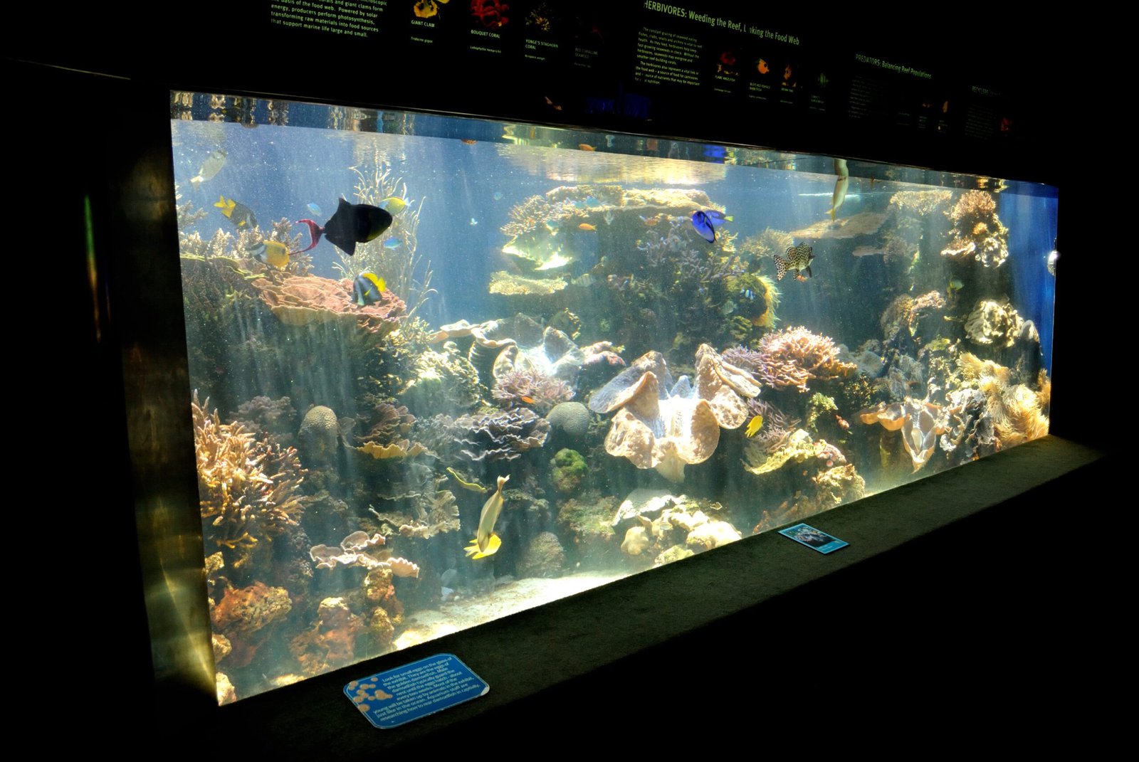 Fish Tank @ Aquarium