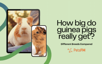 How Big Can Guinea Pigs Get? (Different Breeds Compared)