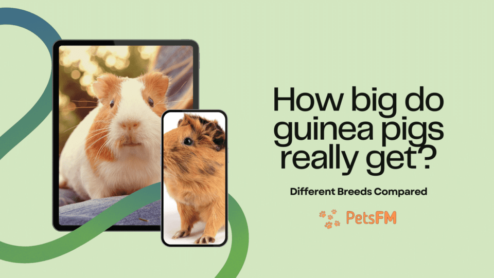 How big do guinea pigs really get?