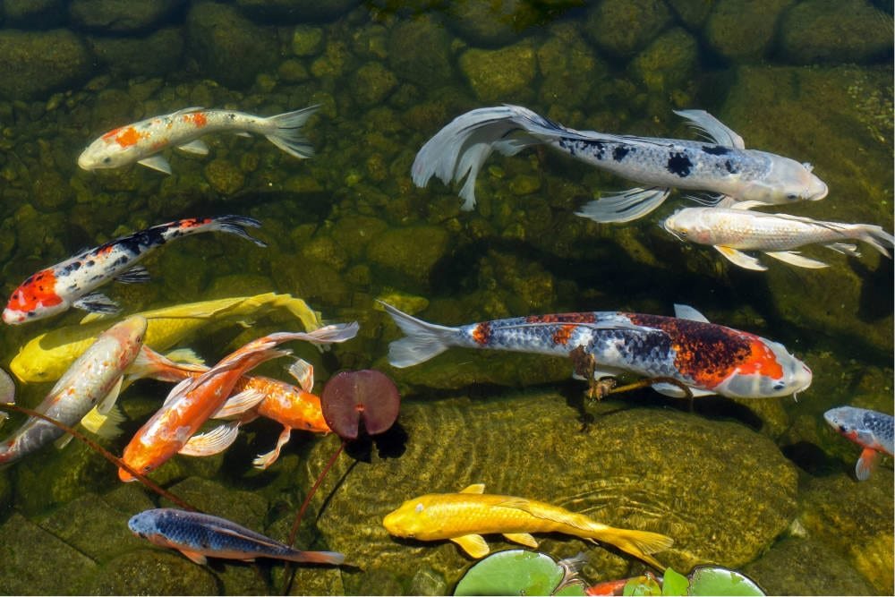 Koi Fish Along with Different Fish
