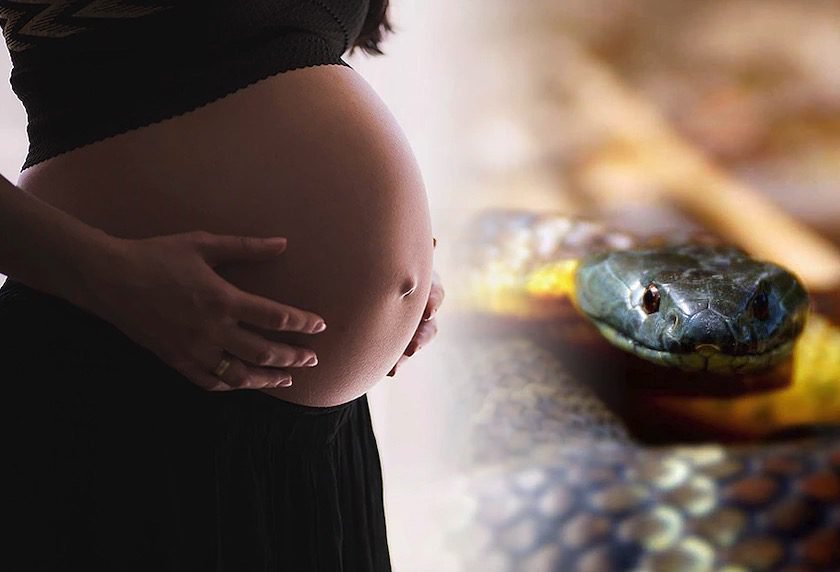 Snake with Pregnant Women