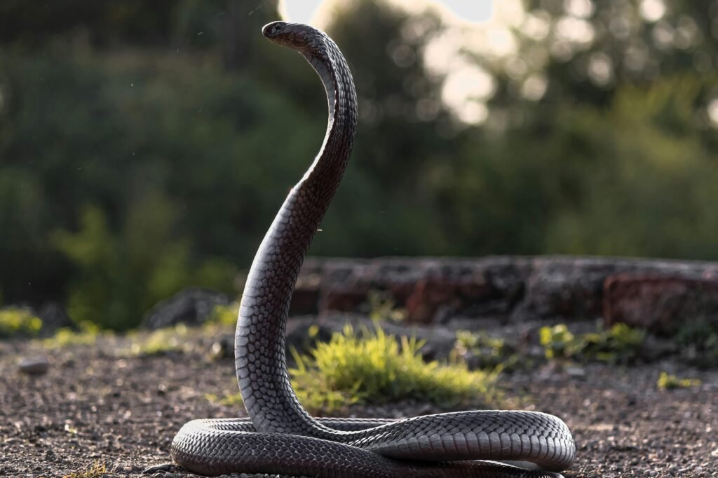 Black Mamba Snake