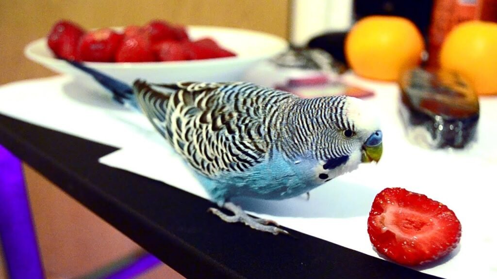 Budgie (Parakeet) eating a strawberry