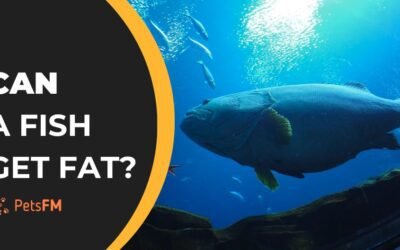 Overweight & Obesity in Fish: Prevention and Action