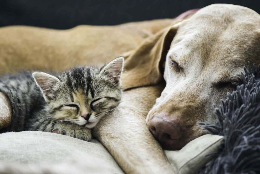 Cat Sleeping alongside a Dog