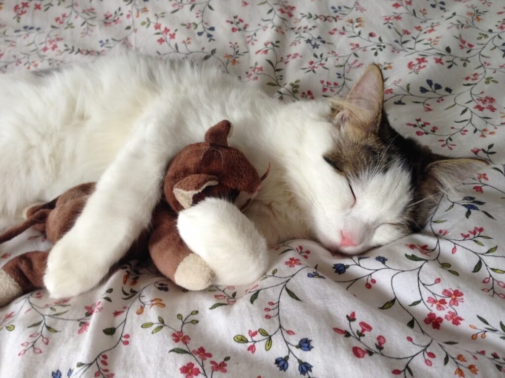 Cat sleeping with a teddy