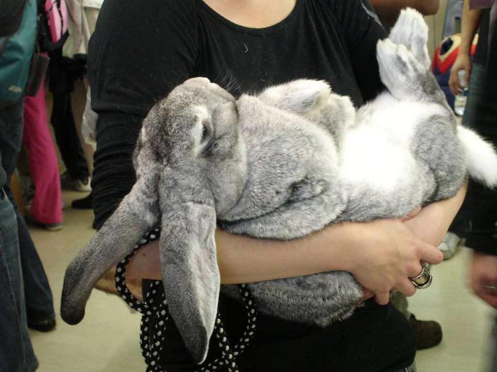 Colby The Flemish Giant Rabbit